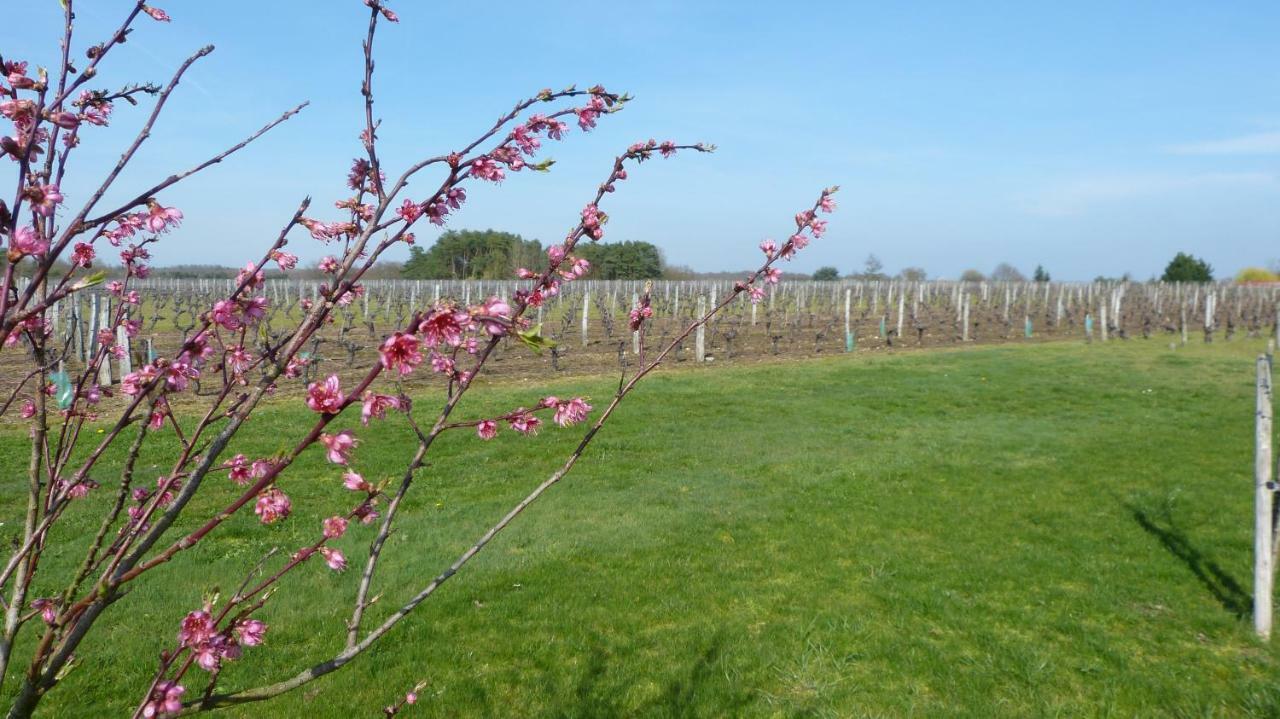 L'Ecrin Au Coeur Des Vignes Villa Сан-Жорж-сюр-Шер Екстериор снимка